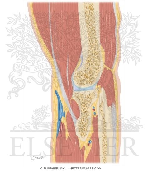 Cross Section of the Elbow: Sagittal View