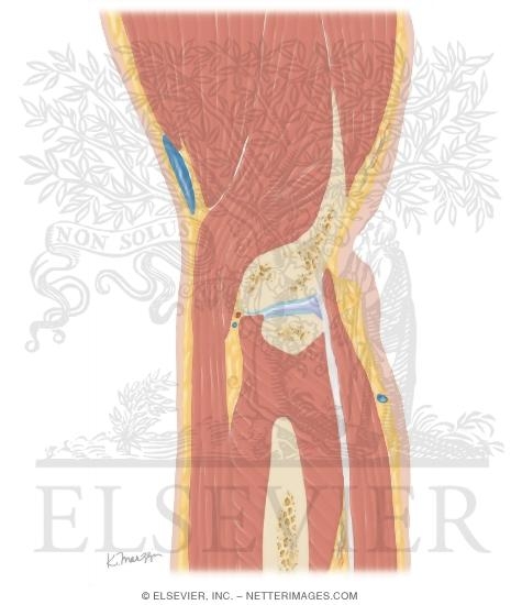 Cross Section of the Elbow: Sagittal View