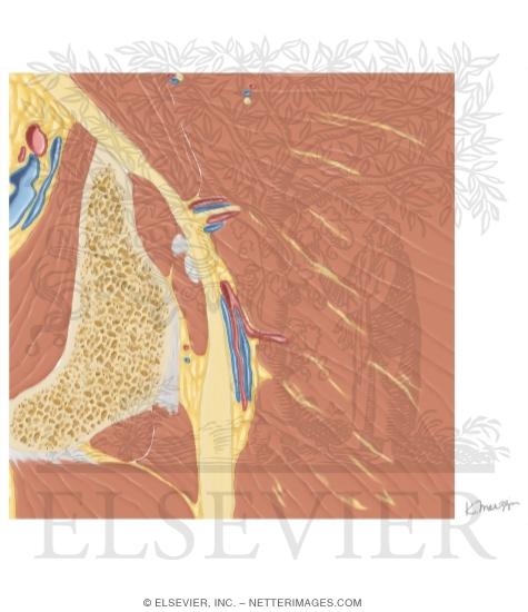 Cross Section of the Hip: Coronal Oblique View