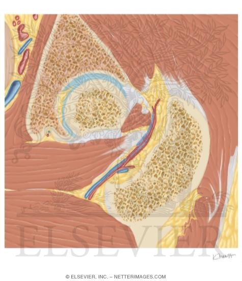 Cross Section of the Hip: Coronal Oblique View
