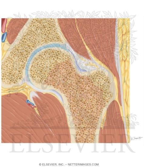 Cross Section of the Hip: Coronal Oblique View