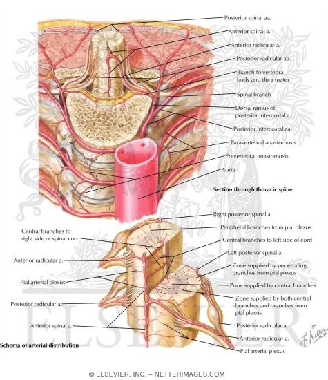 Arteries of Spinal Cord: Intrinsic Distribution