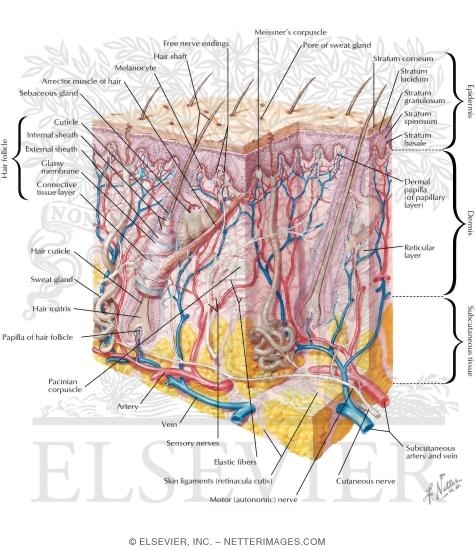 Cross Section of Skin