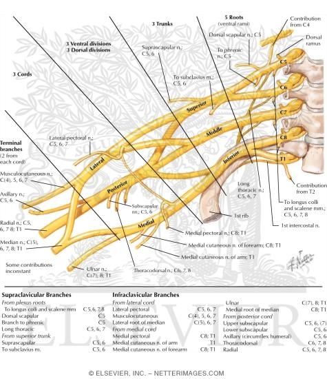 Brachial Plexus: Schema