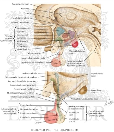 Hypothalamus and Hypophysis