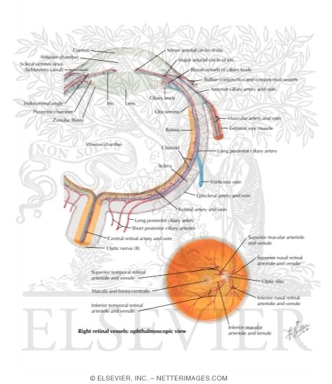 Intrinsic Arteries and Veins of Eye