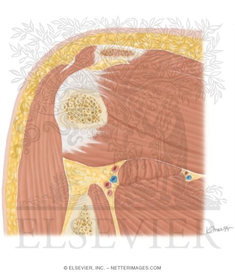 Cross Section of the Shoulder: Coronal View