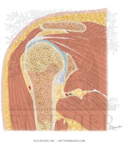 Shoulder Coronal 3