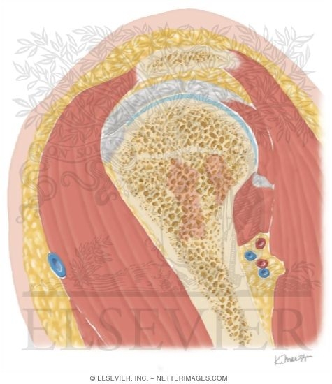Cross Section of the Shoulder: Sagittal View