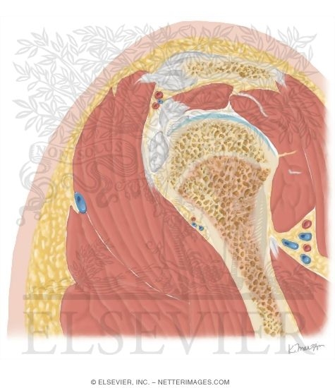 Cross Section of the Shoulder: Sagittal View