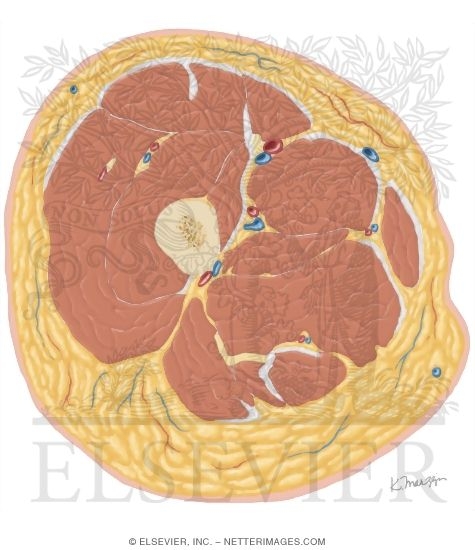 Cross Section of the Thigh: Axial View