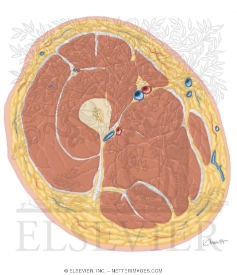 Cross Section of the Thigh: Axial View