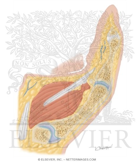 Sagittal Cross Section