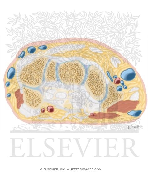Cross Section of the Wrist: Axial View