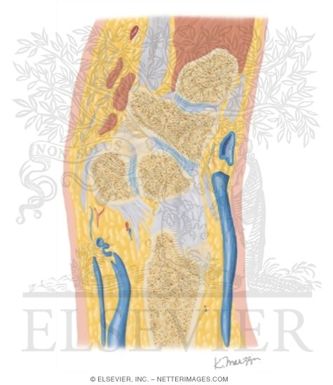 Cross Section of the Wrist: Sagittal View