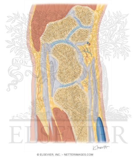 Cross Section of the Wrist: Sagittal View