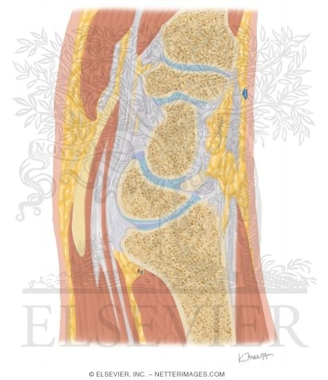 Cross Section of the Wrist: Sagittal View