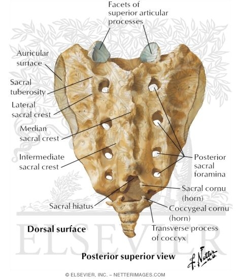 Sacrum and Coccyx