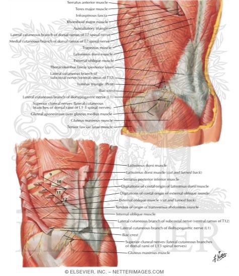 Posterolateral Abdominal Wall