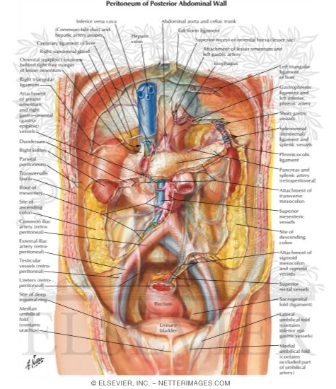 Peritoneum of Posterior Abdominal Wall