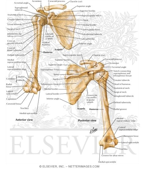 The articulations between the bones of the shoulder make up the shoulder joints. Shoulder: Bones (Pectoral Girdle)