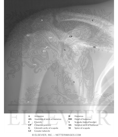 Shoulder: Anteroposterior Radiograph