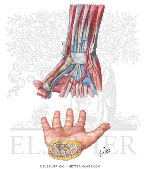 Flexor Tendons
