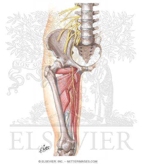 Obturator Nerve