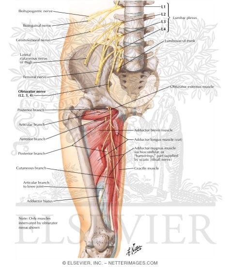 Obturator Nerve