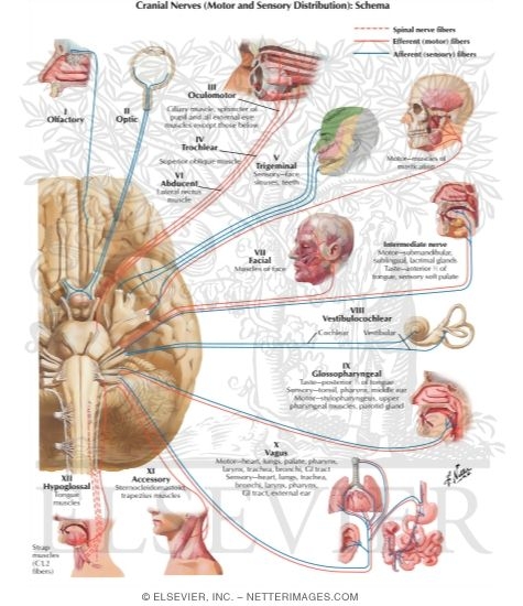 Cranial Nerves (Motor and Sensory Distribution): Schema