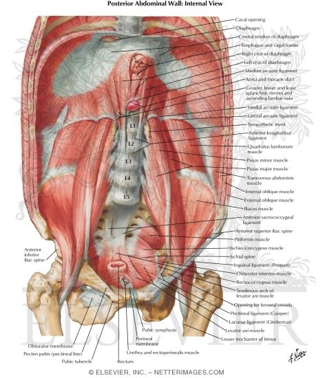 Posterior Abdominal Wall: Internal View