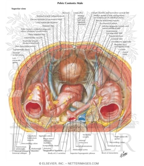 Pelvic Contents: Male 