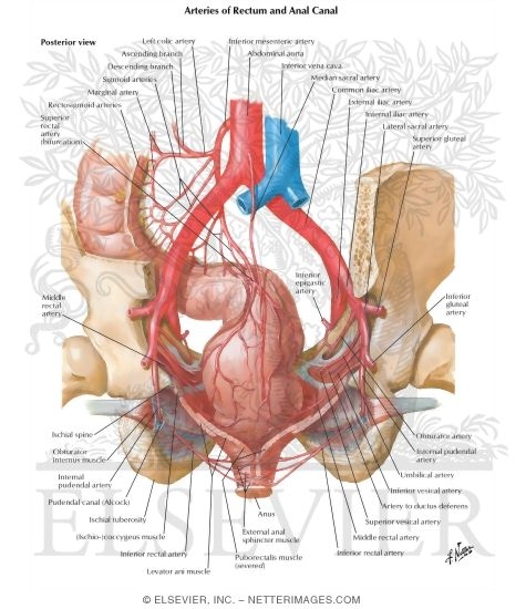 Arteries of Rectum and Anal Canal
Blood Supply of Small and Large Intestine