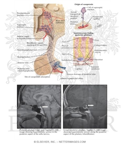 Posterior Pituitary Gland																																																																																																																																																																																																																																																				