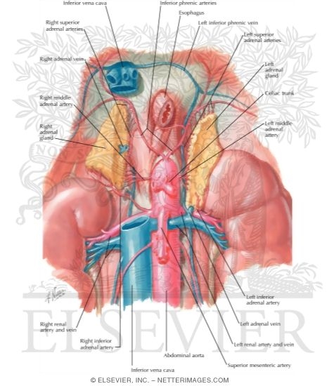 Anatomy and Blood Supply of the Suprarenal (Adrenal) Glands