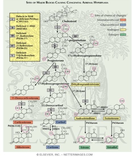 Sites of Major Blocks Causing Congenital Adrenal Hyperplasia																																																																																																																																																																																																																																																				