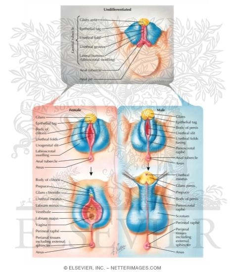 Homologues of External Genitalia