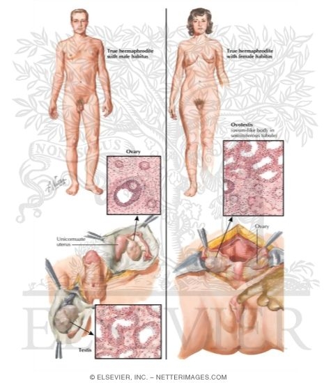 Development of the Genital Tracts and Functional Relationships of the Gonads