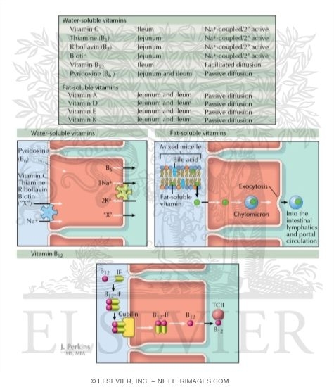 Absorption of Essential Vitamins																																																																																																																																																																																																																																																				