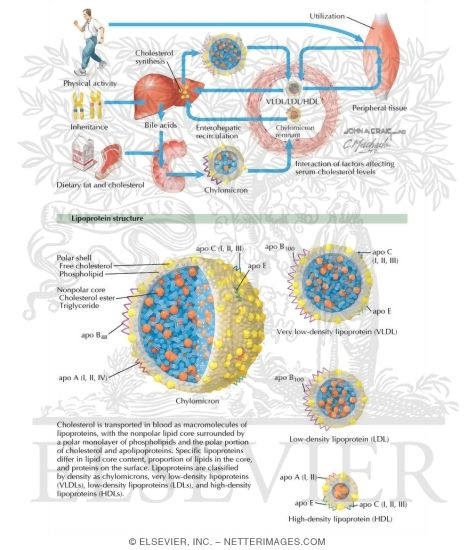 Cholesterol Synthesis and Metabolism