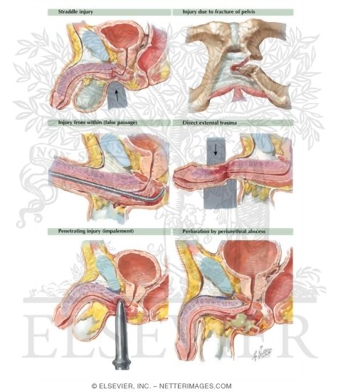 anatomy netter penis la fura dels baus xxx