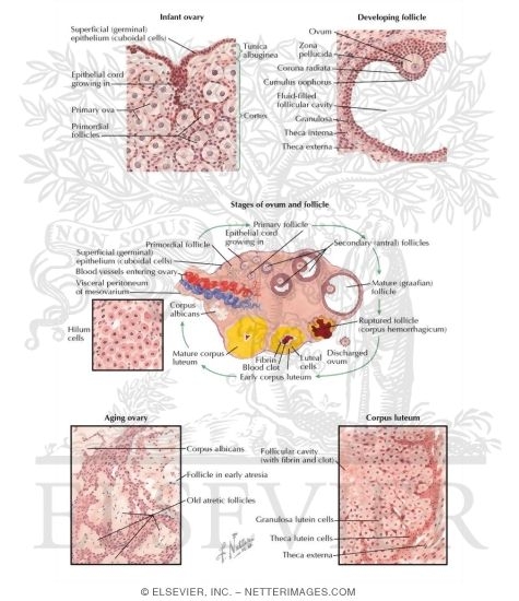 Ovarian Structures and Development