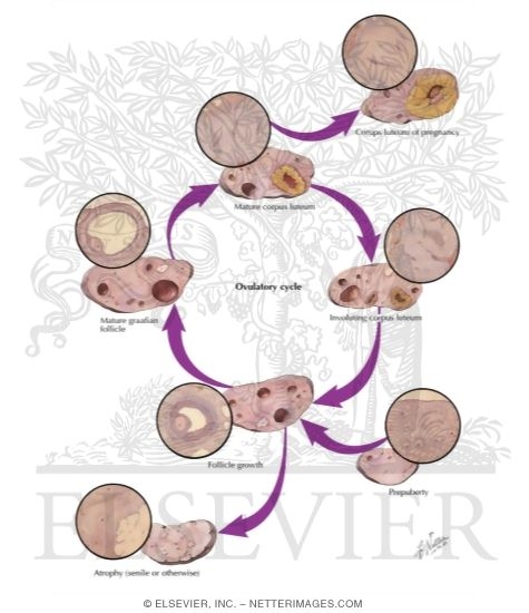 Ovarian Cycle