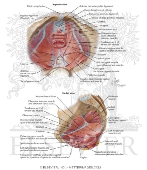 Pelvic Diaphragm II - From Above
Pelvic Diaphragm: Female