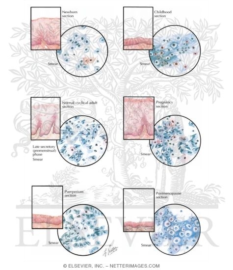 Vagina: Cytology