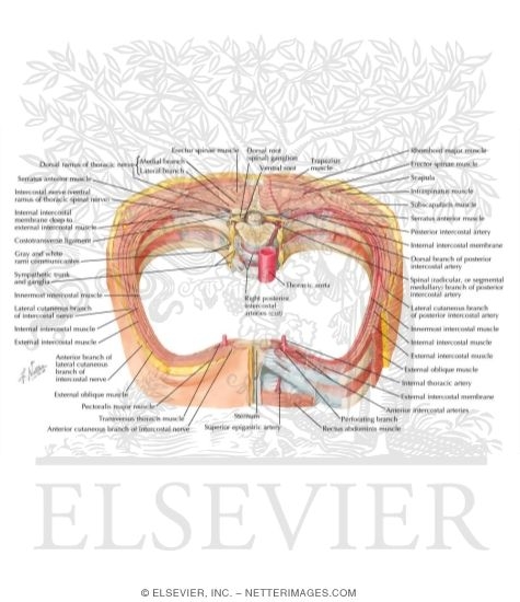 Course and Relations of Intercostal Nerves and Arteries
Intercostal Nerves and Arteries