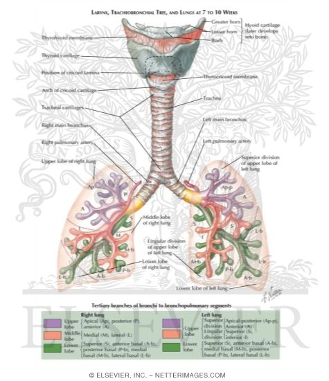 Larynx, Tracheobronchial Tree, and Lungs at 7 to 8 Weeks