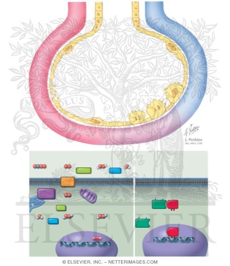 Respose to Oxidant Injury