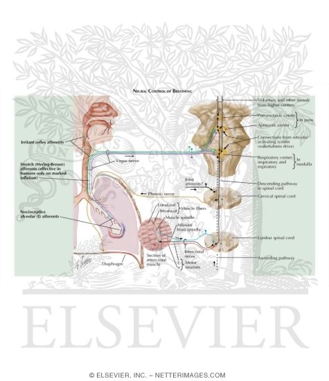 Neural Control of Breathing