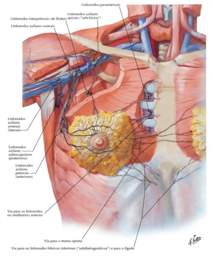Lymph Vessels and Nodes of Mammary Gland
Lymphatic Drainage